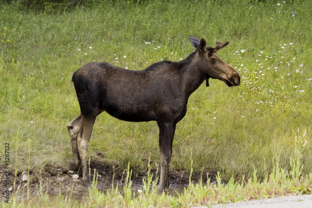 cow moose watching cow moose watching