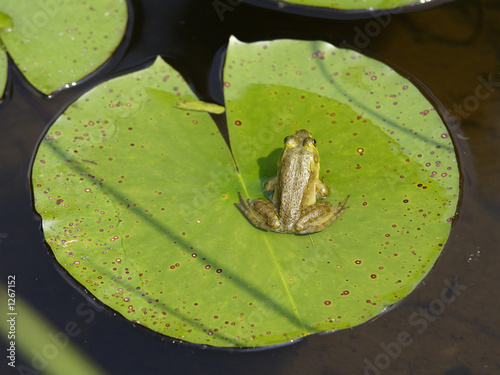 frog on lilly pad