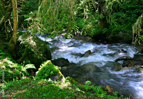 forest stream