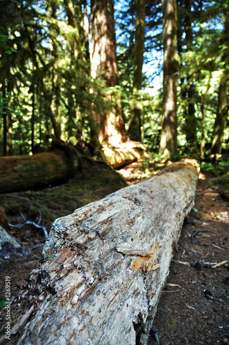 rotting log