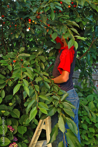 the cherry picker.