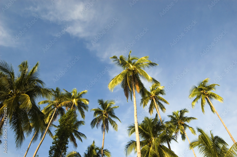 coconut trees