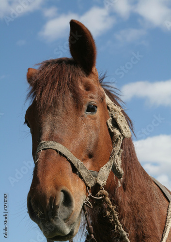 workhorse