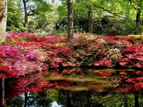 woodland lake