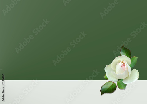 hintergrund rose ton in ton