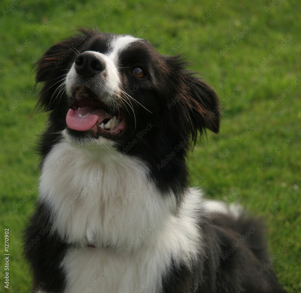 border collie3