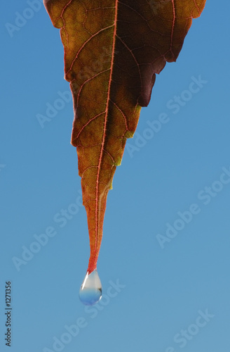 leaf water droplet
