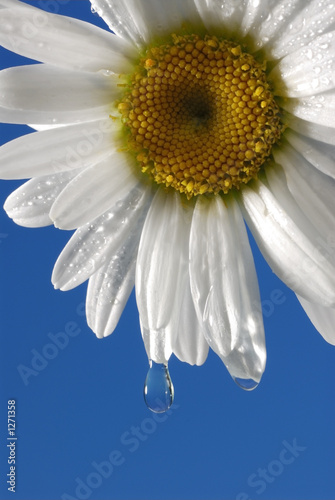 daisy water droplet