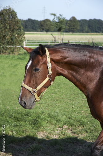 pferd 03