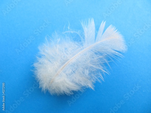 white feather