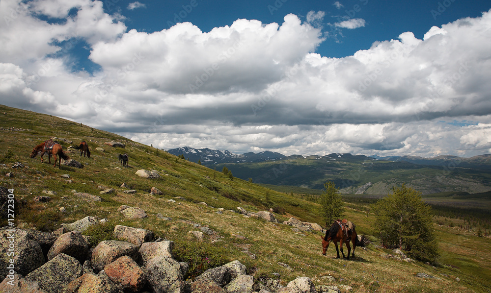 horses in sayan mountains