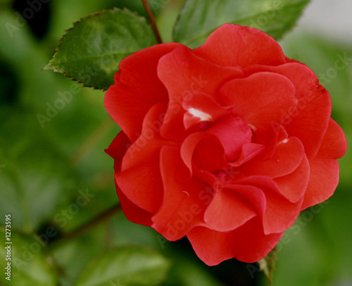 rose rouge 3