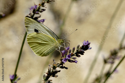 papillon 2