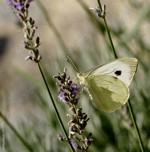 papillon 1