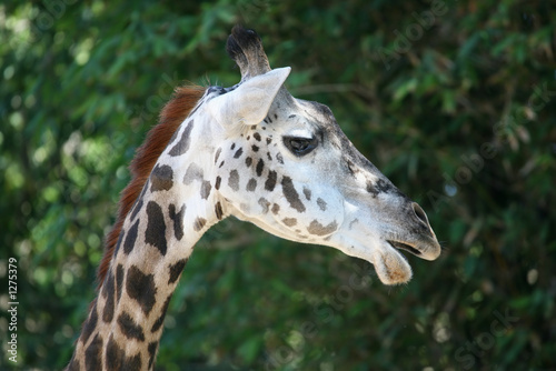 giraffe © Stephen Coburn