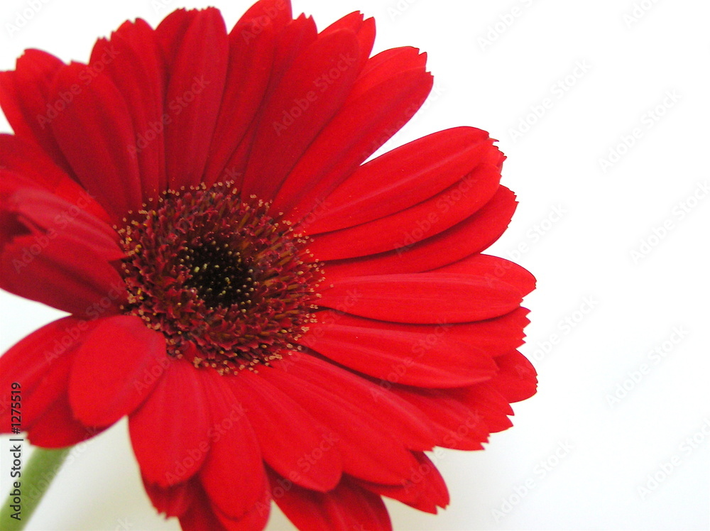 red gerber daisy macro