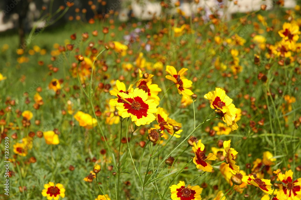 yellow flowers in the summer yellow flowers in the summer