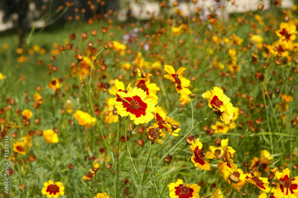 yellow flowers in the summer