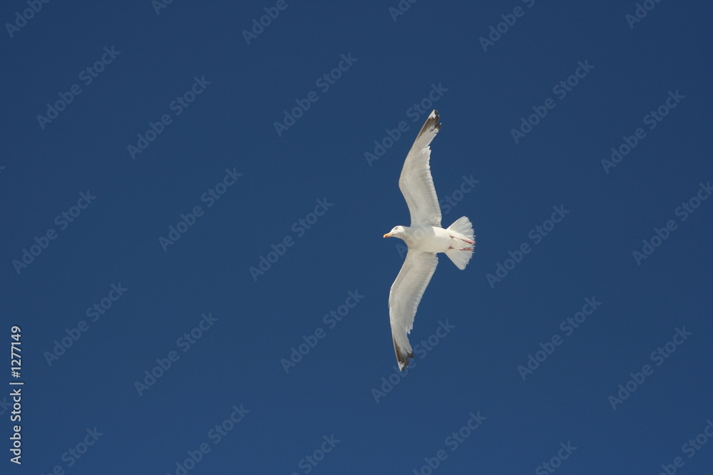 Obraz premium en vol