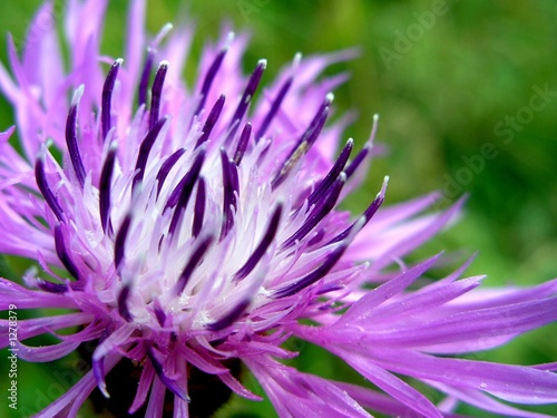 flower close-up