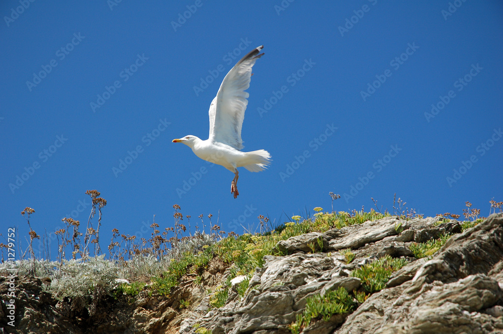 envol de mouette