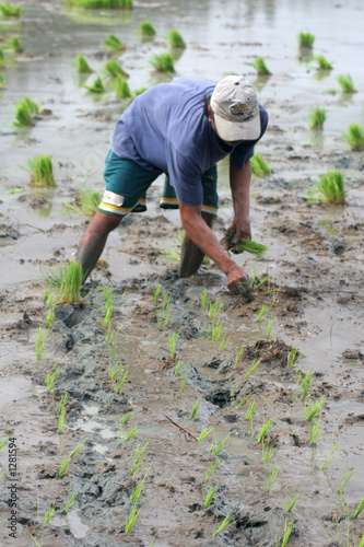 rice farmer