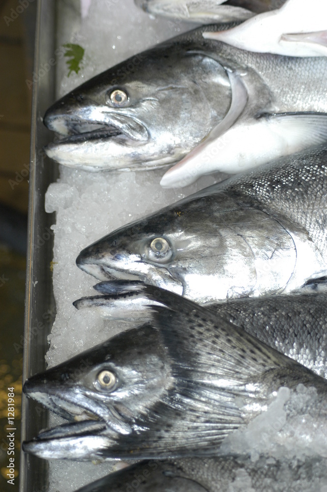 Obraz premium fresh salmon on ice