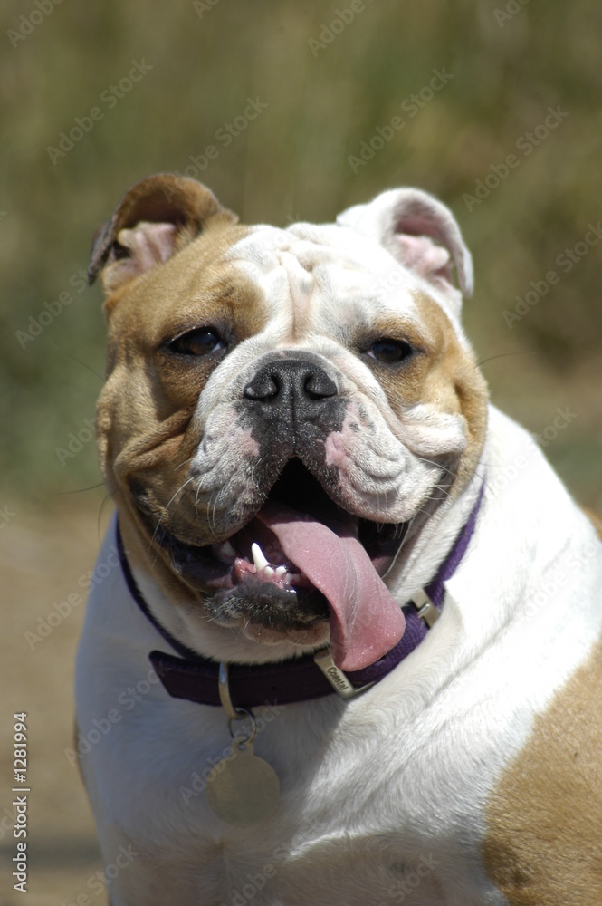 english bulldog with tongue out