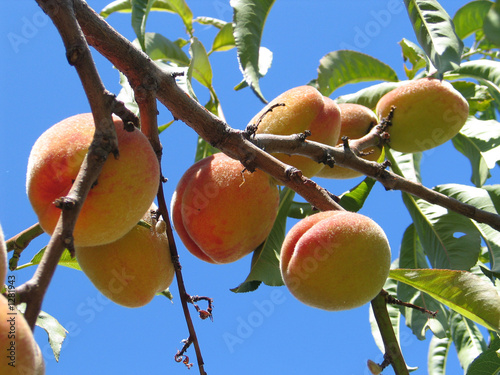peaches