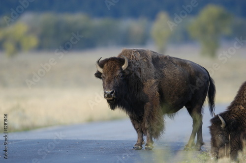 buffalo standing in road