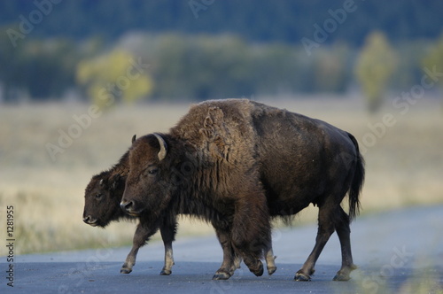 buffalo crossing road