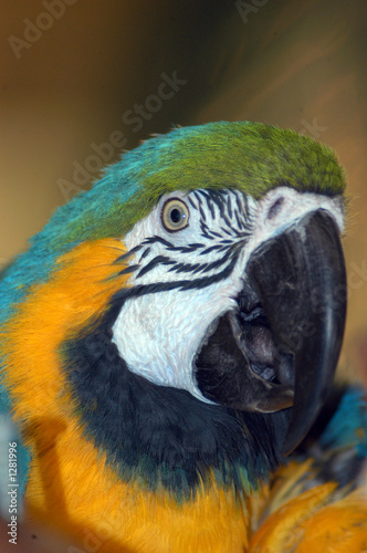 macaw parrot