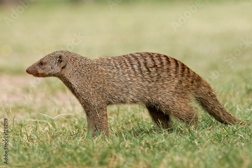 banded mongoose photo