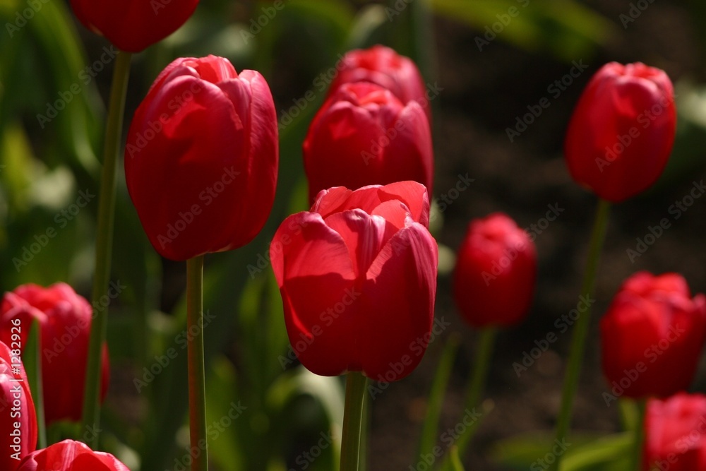 Fototapeta premium tulpen