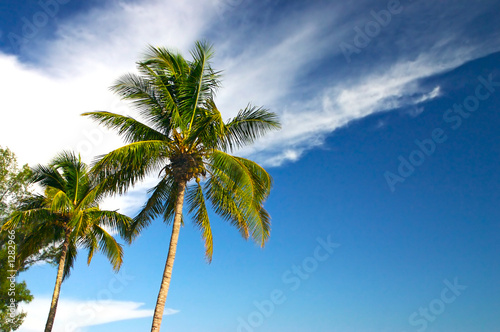 two palm trees and a blue sky