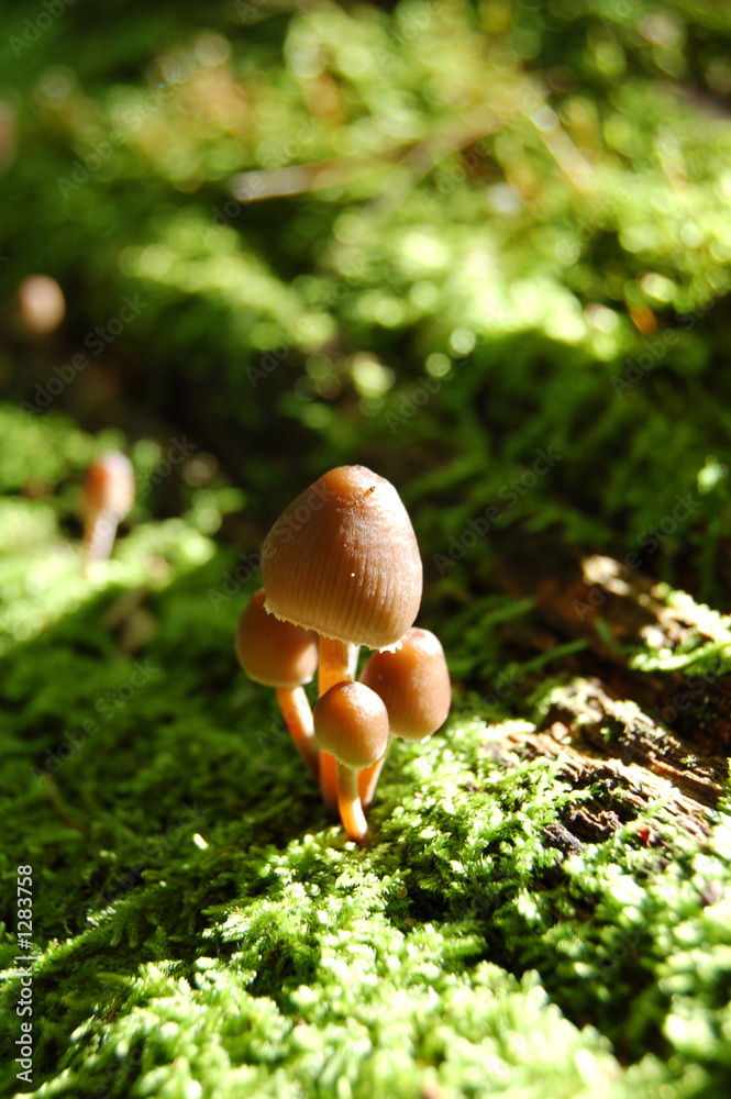 toadstool toadstool