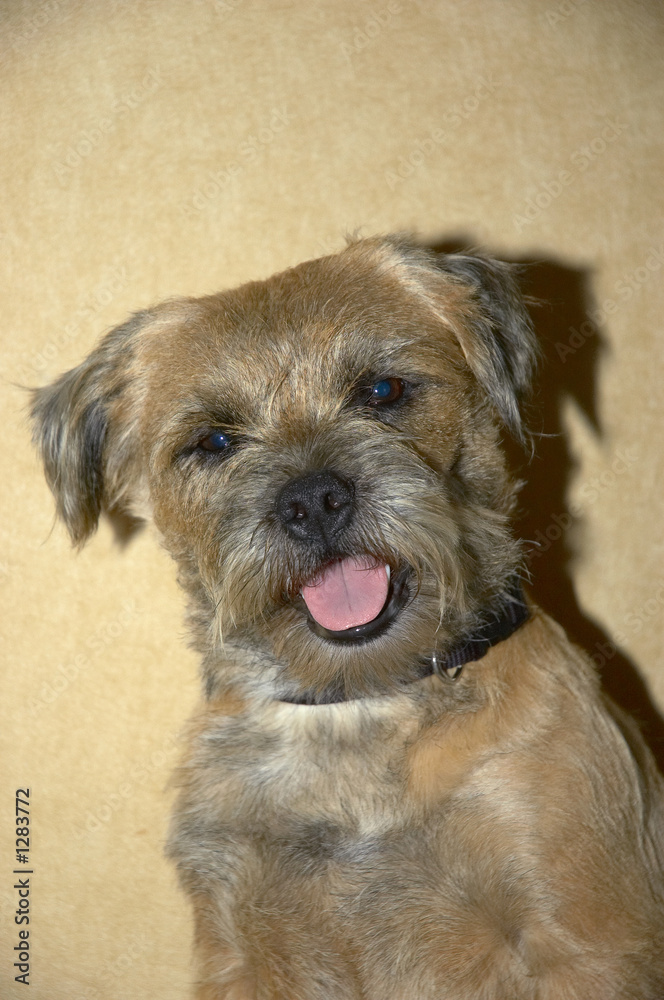 border terrier