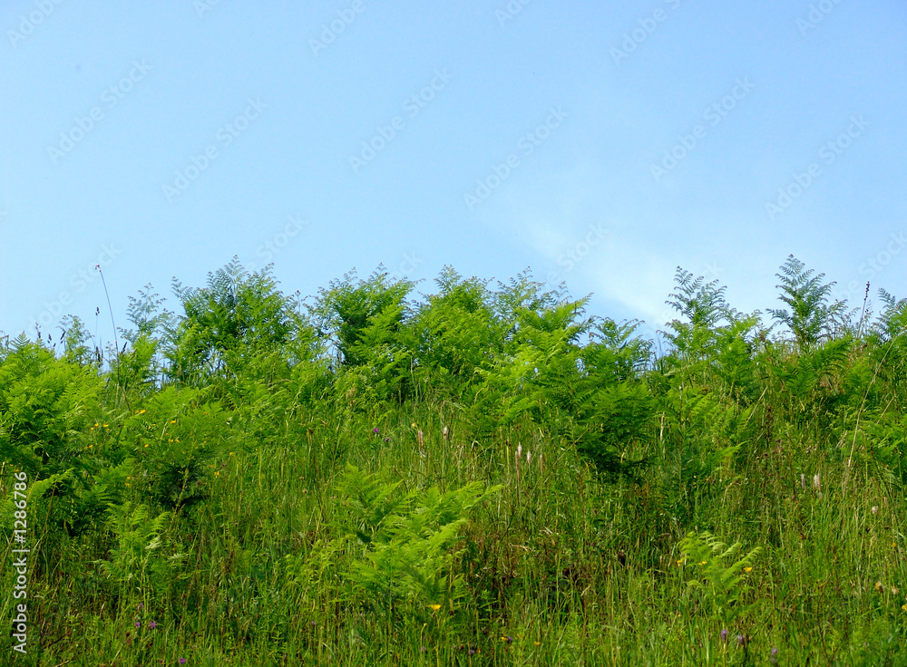 wild green 2 wild green 2