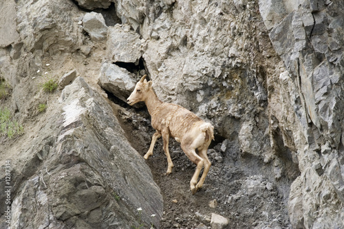 rocky mountain goat climbing on a crag