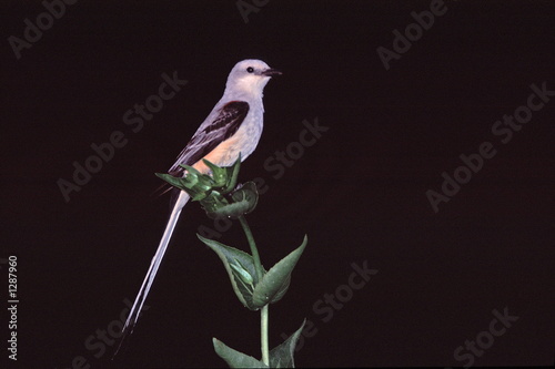 flycatcher on weed