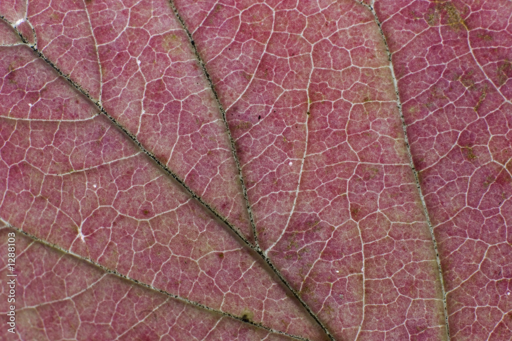 Obraz premium fall leaf macro