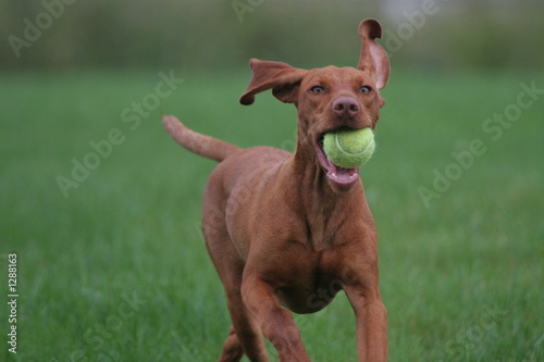 humorous dog running with toy
