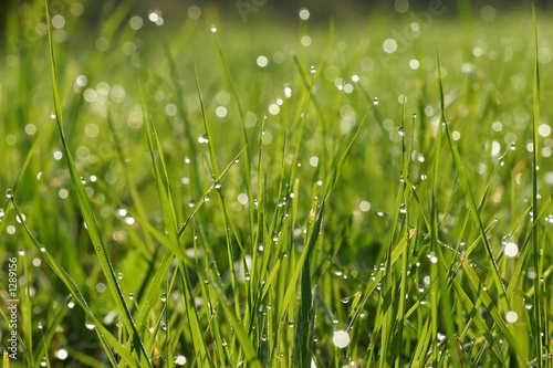 detail of the grass and drops of the condensation
