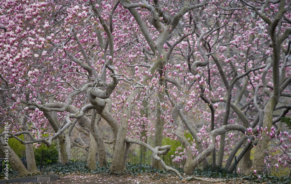 Fototapeta premium tulip trees