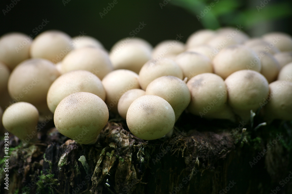 birnenstäublinge birnenstäublinge