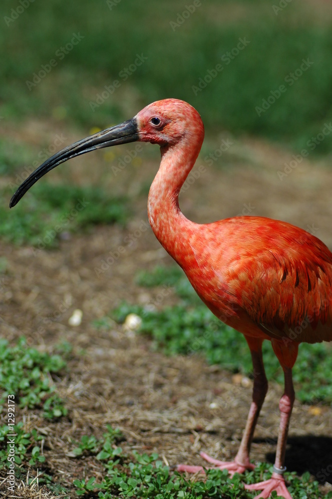 Fototapeta premium ibis rouge