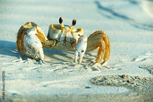 male ghost crab  - ocypode ceratophthalma photo