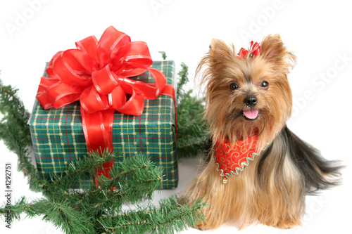 christmas yorkshire terrier