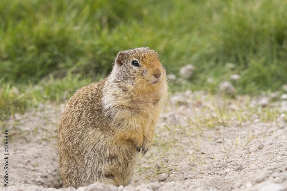 columbian ground squirrel near the hole to his underground den columbian ground squirrel near the hole to his underground den