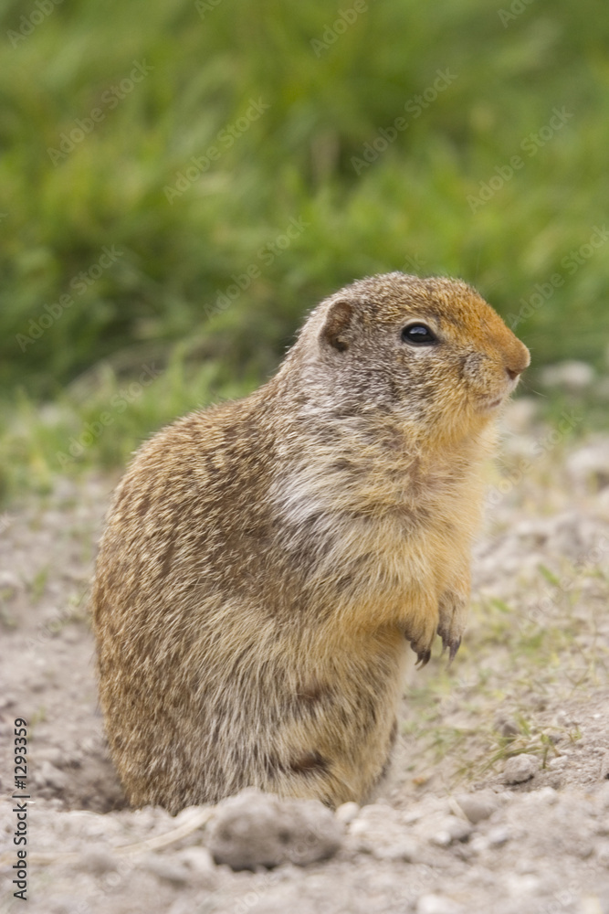 columbian ground squirrel near the hole to his underground den columbian ground squirrel near the hole to his underground den